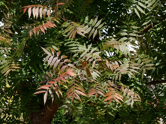 {Pistacia chinensis}